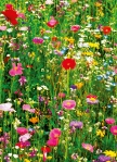 Mural Ref 00375 Flower Field