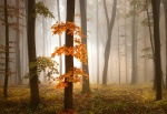 Mural ref 5153-4V-1_Foggy-Autumn-Forrest