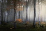 Mural ref 5357-4V-1_Foggy-Forest